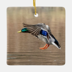 Mallard Duck in flight Ceramic Ornament