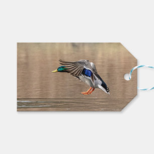 Mallard Duck in flight Gift Tags