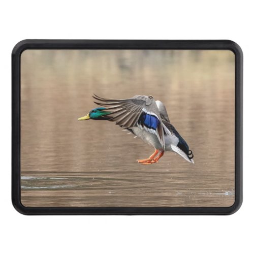 Mallard Duck in flight Hitch Cover