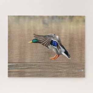 Mallard Duck in flight Jigsaw Puzzle