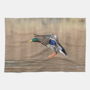 Mallard Duck in flight Kitchen Towel