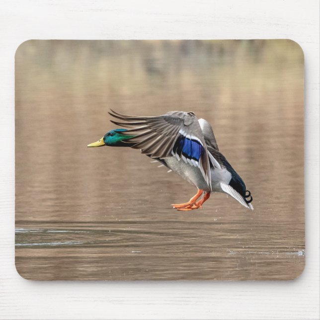 Mallard Duck in flight Mouse Pad (Front)