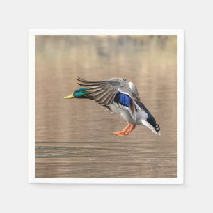 Mallard Duck in flight Napkins