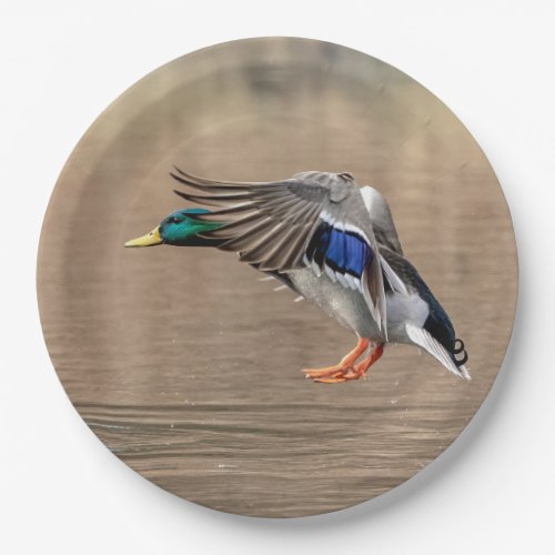 Mallard Duck in flight Paper Plates