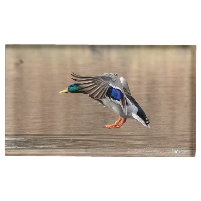 Mallard Duck in flight Place Card Holder (Front)