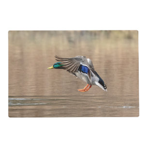 Mallard Duck in flight Placemat