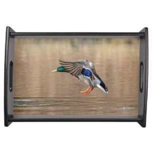 Mallard Duck in flight Serving Tray