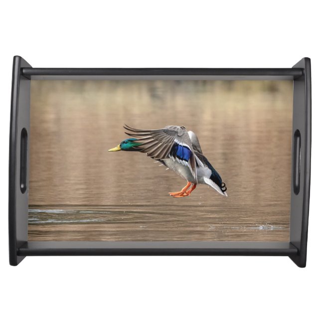 Mallard Duck in flight Serving Tray (Front)