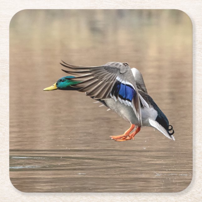 Mallard Duck in flight Square Paper Coaster (Front)