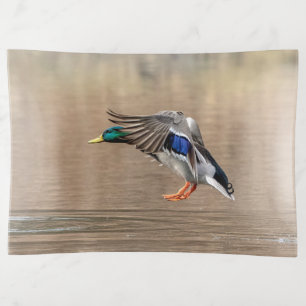 Mallard Duck in flight Trinket Tray