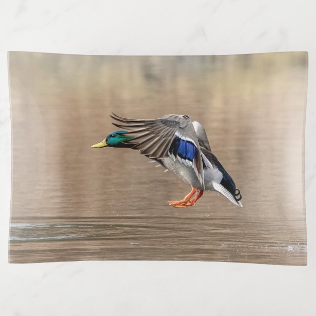 Mallard Duck in flight Trinket Tray (Front)
