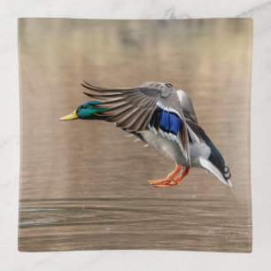 Mallard Duck in flight Trinket Tray