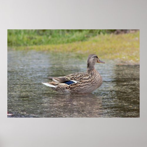 Mallard Duck in Puddle Poster