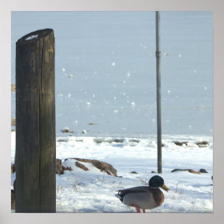 Mallard Duck in Snow Poster