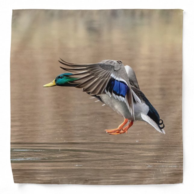 Mallard Duck in the Hudson Valley Bandana (Front)
