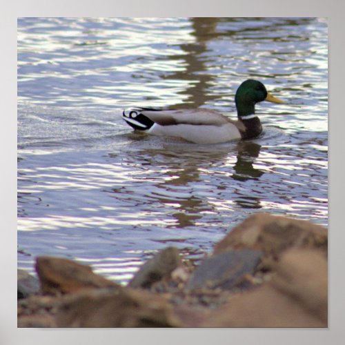 Mallard Duck in Water Poster
