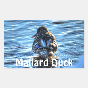 Mallard Duck in Winter River - Wildlife Photo Rectangular Sticker