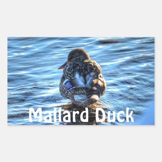 Mallard Duck in Winter River - Wildlife Photo Rectangular Sticker (Front)