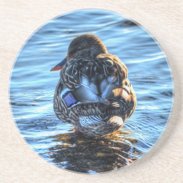 Mallard Duck in Winter River - Wildlife Photo Sandstone Coaster (Front)