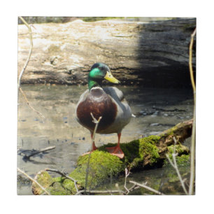 Mallard Duck in Woods Decorative Tile