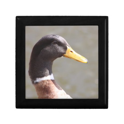 Mallard Duck Jewelry Box