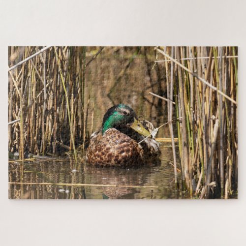 Mallard Duck Jigsaw Puzzle