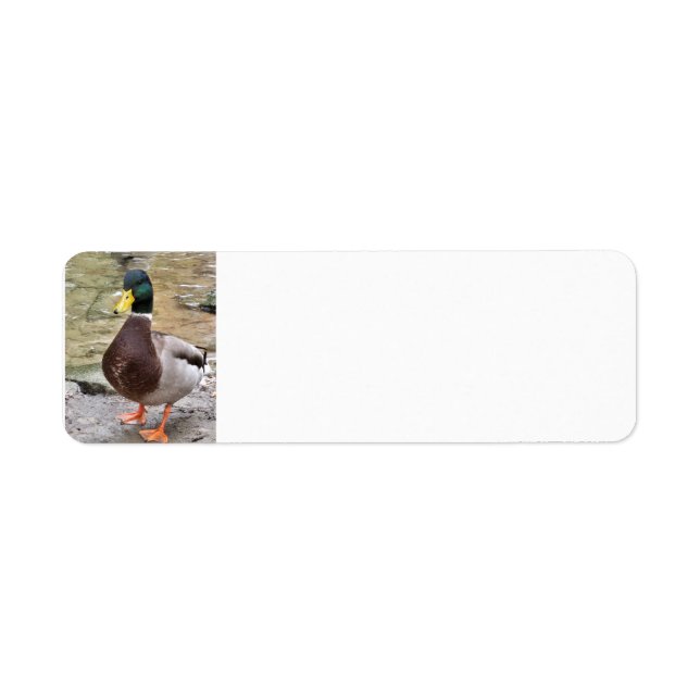 Mallard Duck Label (Front)