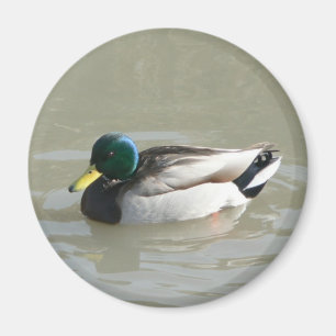 "Mallard Duck" Magnet