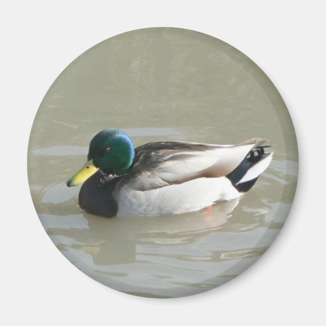 "Mallard Duck" Magnet (Front)