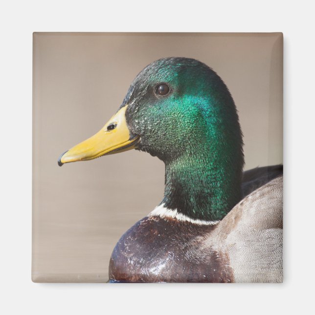 Mallard duck magnet (Front)
