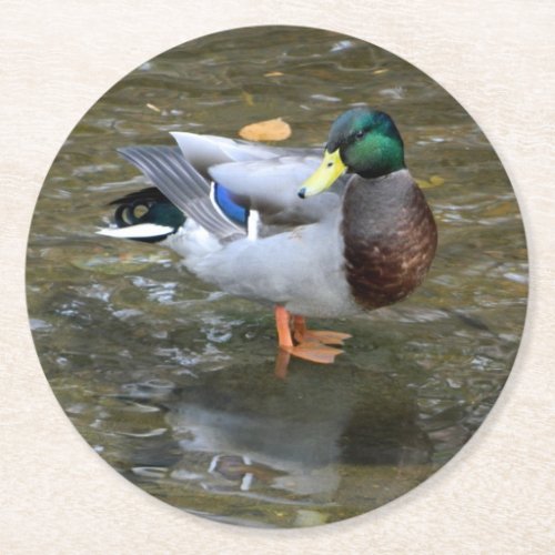 Mallard Duck MalePaper Coaster