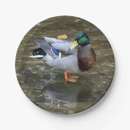 Mallard Duck Male Paper Plate
