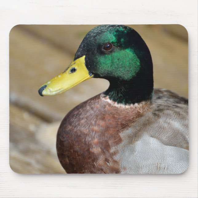 Mallard Duck Mouse Pad (Front)