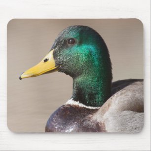 Mallard duck mouse pad
