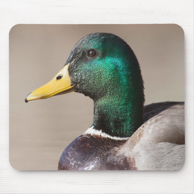 Mallard duck mouse pad (Front)