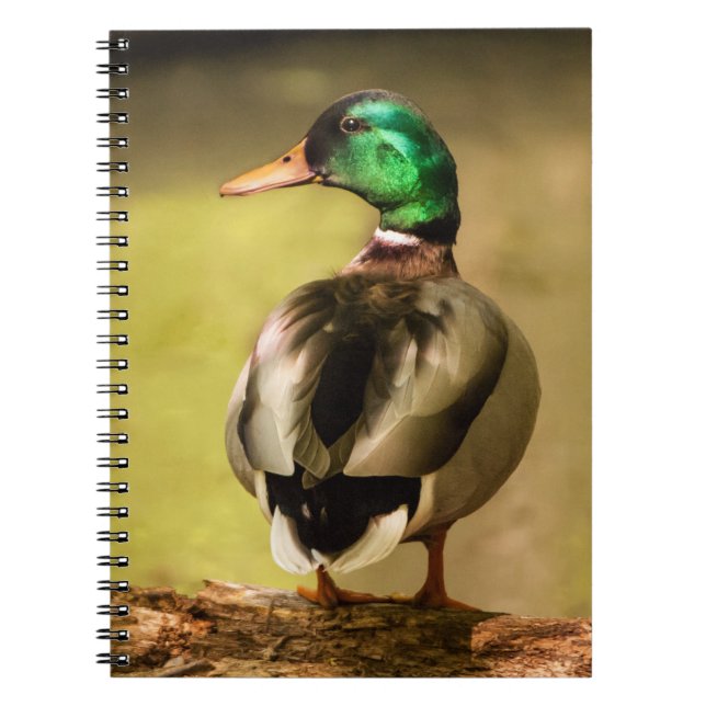 Mallard Duck Notebook (Front)