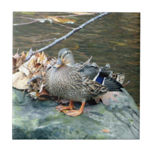 Mallard Duck on Mossy Rock (Female) Ceramic Tile