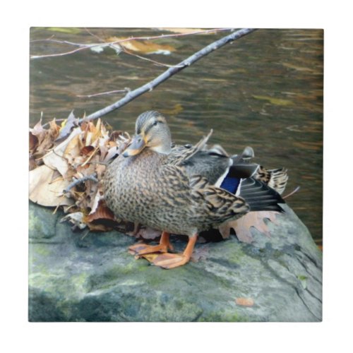 Mallard Duck on Mossy Rock Female Ceramic Tile