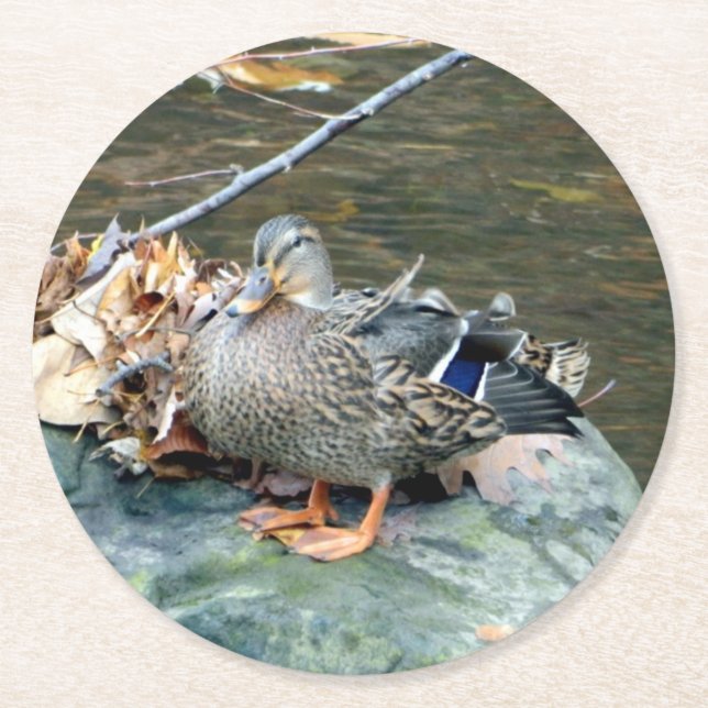Mallard Duck on Mossy Rock (Female) Paper Coaster (Front)