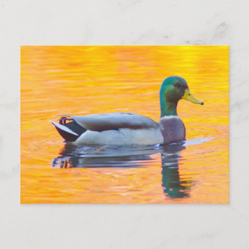 Mallard duck on orange lake Canada Postcard