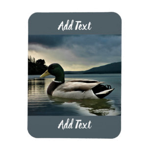 Mallard Duck On The Lake Magnet