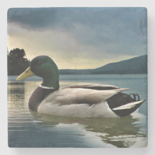 Mallard Duck On The Lake Stone Coaster