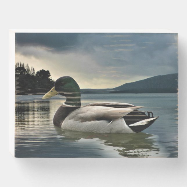 Mallard Duck On The Lake Wooden Box Sign (Front Horizontal)