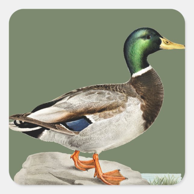 Mallard Duck Painting for Hunters and Outdoorsmen Square Sticker (Front)