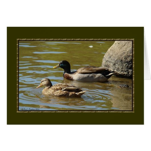 Mallard Duck Pair Cards (Front Horizontal)