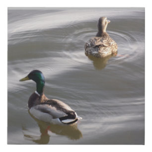 Mallard Duck Pair Faux Wrapped Canvas Print