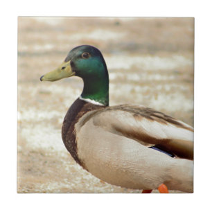 Mallard Duck Photo Ceramic Tile