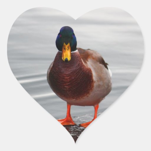 Mallard Duck Photo Heart Sticker | Zazzle