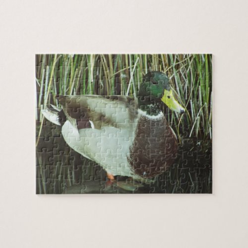 Mallard Duck Photo Lake Wildlife Water Bird Jigsaw Puzzle