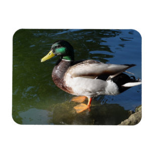 Mallard Duck Photo Magnet
